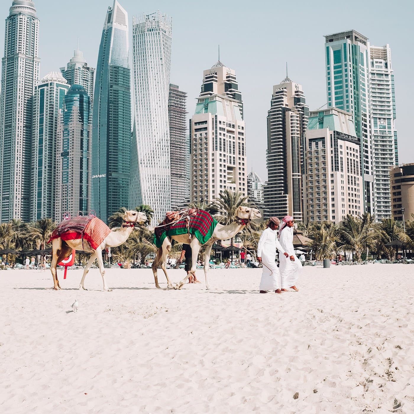 Camels and their handlers on a sandy Dubai beach, set against the backdrop of the city’s modern skyscrapers, blending traditional culture with urban sophistication.
